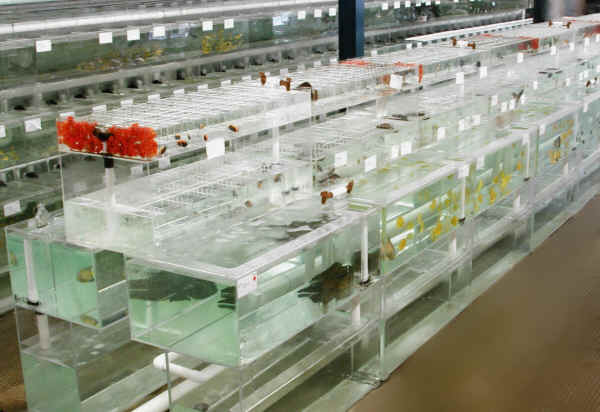 Wholesale aquarium 2025 fish suppliers